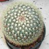 Mammillaria_densispina_1